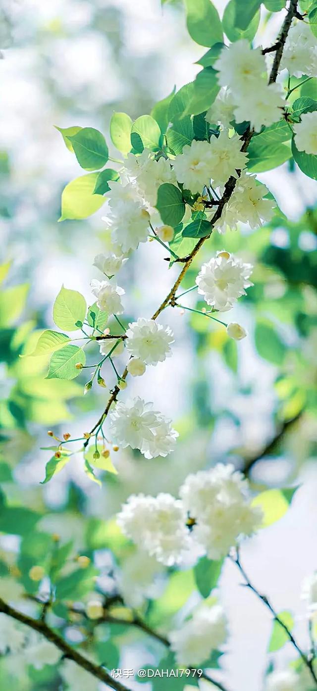 绿色聊天背景图，怎样能把微信聊天背景调成绿色的（绿色背景壁纸，好看的壁纸）