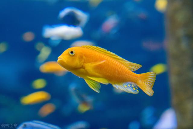 冷血动物有哪些，常见的冷血动物（其实冷血动物并不是真的冷血）