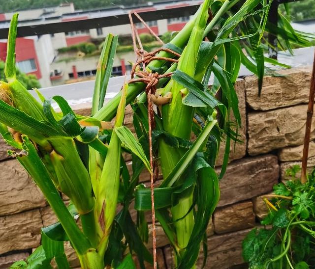 粘玉米种植时间和方法，糯玉米种植技术简单