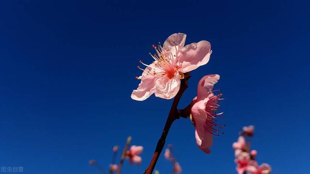 桃花作文400字左右，桃花作文400字左右初中（小学生作文：桃花）