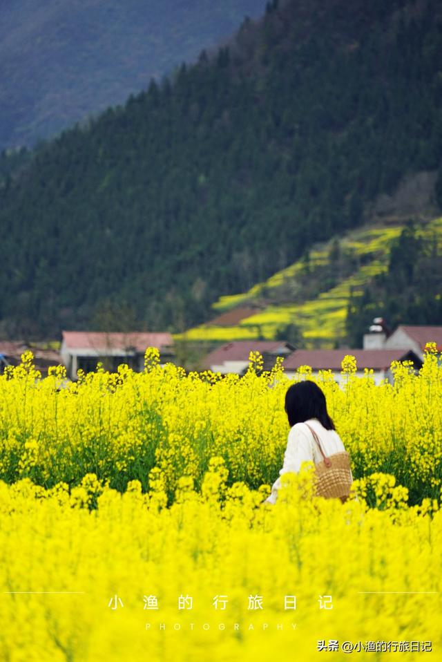 万亩油菜花海游玩攻略，奔赴川陕交界的巴山秘境