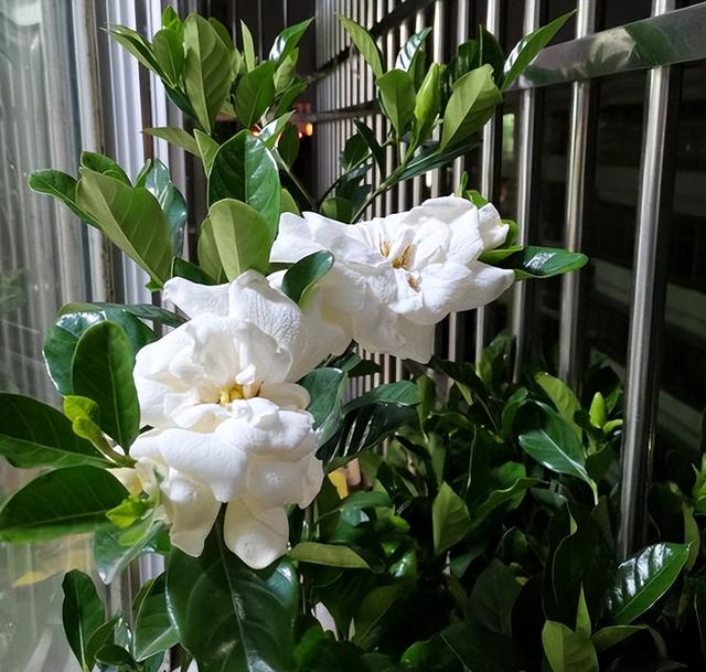 花的叶子发黄是怎么回事，茉莉花的叶子发黄是怎么回事（植物黄叶有七个原因）