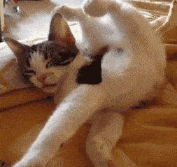 女生梦到猫是什么意思，彻底了解猫的睡眠机制（女生梦到猫是什么意思预兆）