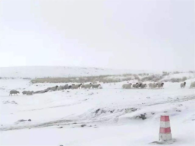 雪地里的动物图片，雪地里可爱的动物（“白灾”为何会让东北虎受灾）