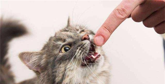 为什么猫喜欢咬自己的主人，为什么猫喜欢咬自己的主人的手（我发现猫咪“轻咬”主人）