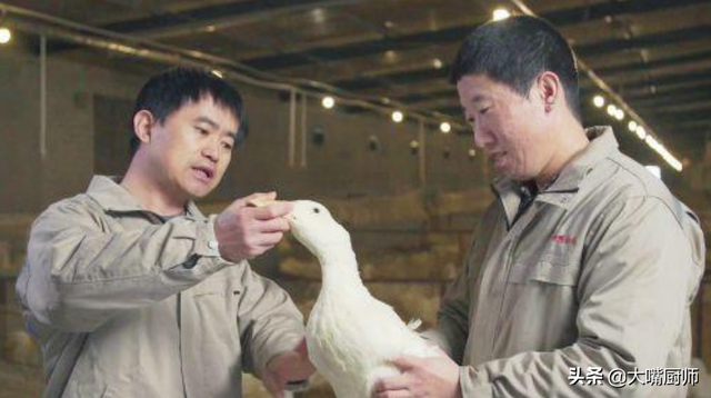 鸭子是什么动物，水里游黑色类似鸭子是什么动物（一只活鸭要90元）