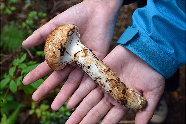 食用菌菇类十大排名，十大最好的菌菇排名是什么（盘点世界上最贵的菌菇）