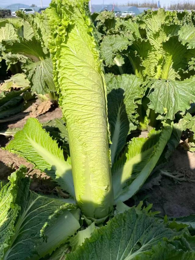 绍菜和大白菜的区别，绍菜的作用与功效（北方比较常见）