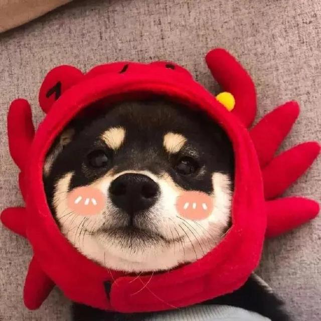 小动物头像可爱卡通，非常可爱的卡通小动物头像微信（壁纸小馆：萌宠头像）