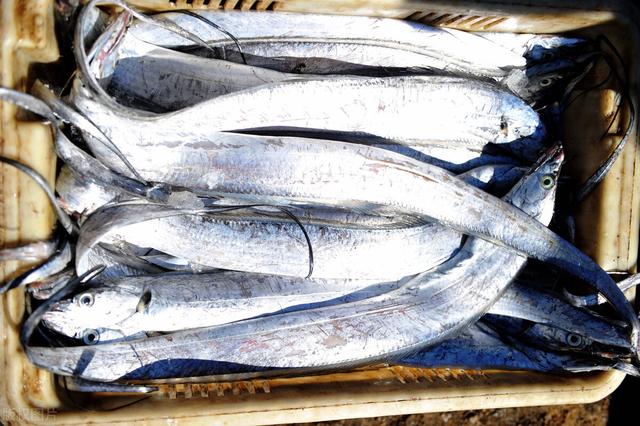 怎样挑选新鲜带鱼，如何挑选鲜带鱼（牢记“3买3不买”）