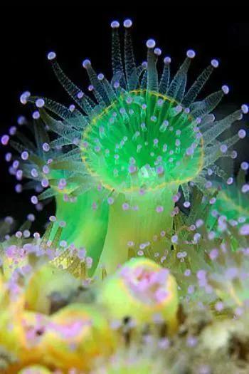 海里的植物有哪些名字，海里生长的植物好听的名字（20多种珍奇海底动植物）