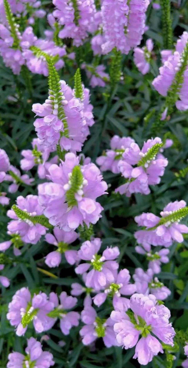 假龙头，假龙头种植基地（分享图片：假龙头花：美人如花）