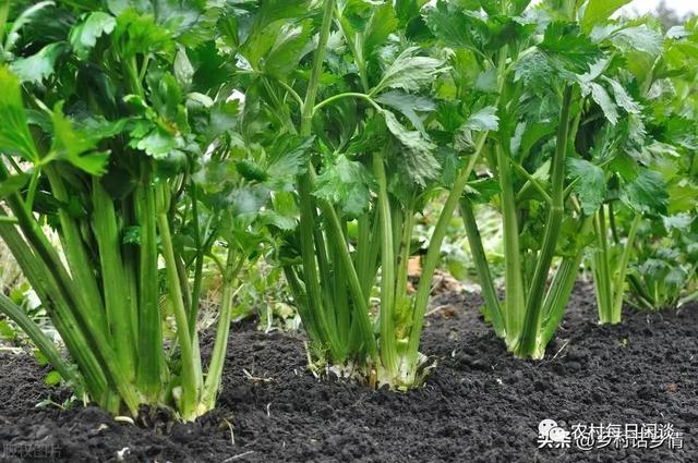蔬菜的种植方法和步骤，种菜从头到尾分六个步骤