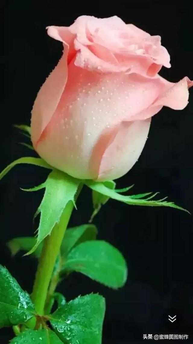 七夕节的图片，七夕浪漫情人节，玫瑰壁纸（七夕节的图片）