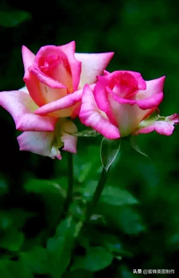 花草图片,一花一世界(花草图片自然风景)