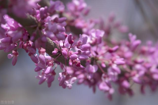 紫荆花代表什么含义，紫荆花什么寓意（紫荆花的寓意，你知道吗）