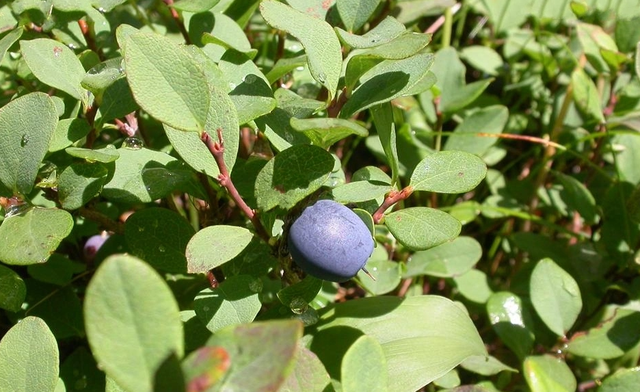 都柿和蓝莓的区别，都柿和蓝莓是一种水果吗（美国蓝莓“空降”上海）