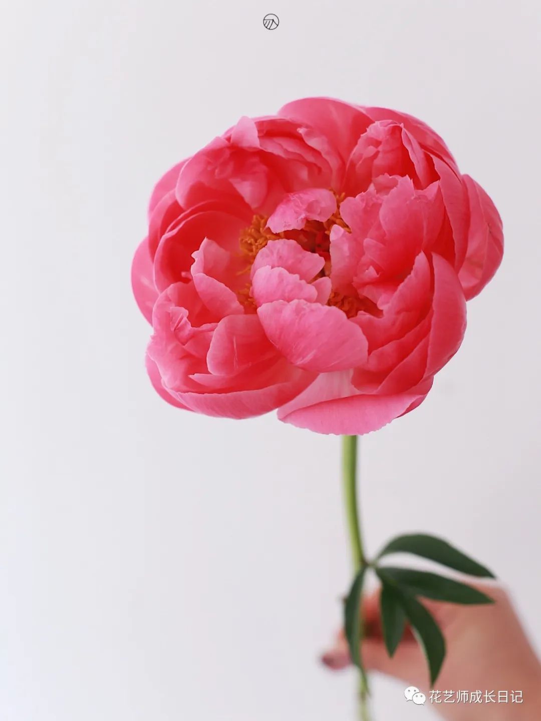 落日珊瑚芍药图片(超级珊瑚芍药和落日珊瑚芍药) - 龙腾网