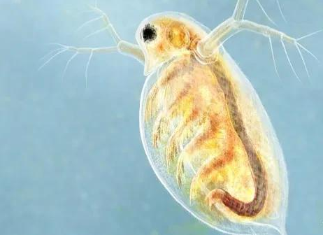 泥鳅煮多久杀死寄生虫，却被一米长寄生虫寄生（泥鳅煮多久杀死寄生虫子）