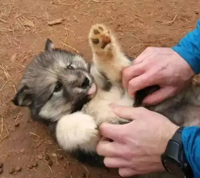 拉布拉多犬摸它哪里它会生气，拉布拉多摸她的时候老是咬我（狗喜欢主人在哪里抚摸它们）
