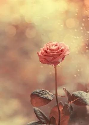 唯美玫瑰花壁纸,唯美玫瑰花壁纸图片(娇艳唯美的玫瑰花壁纸)