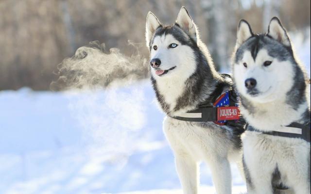 伯恩山犬的寿命大多都是多少，伯恩山犬多重（劝你别轻易养这5种狗）