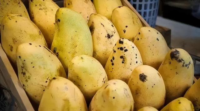 孕妇可以吃芒果吗，孕妇可以吃芒果吗早期（芒果新品种？慎食！）