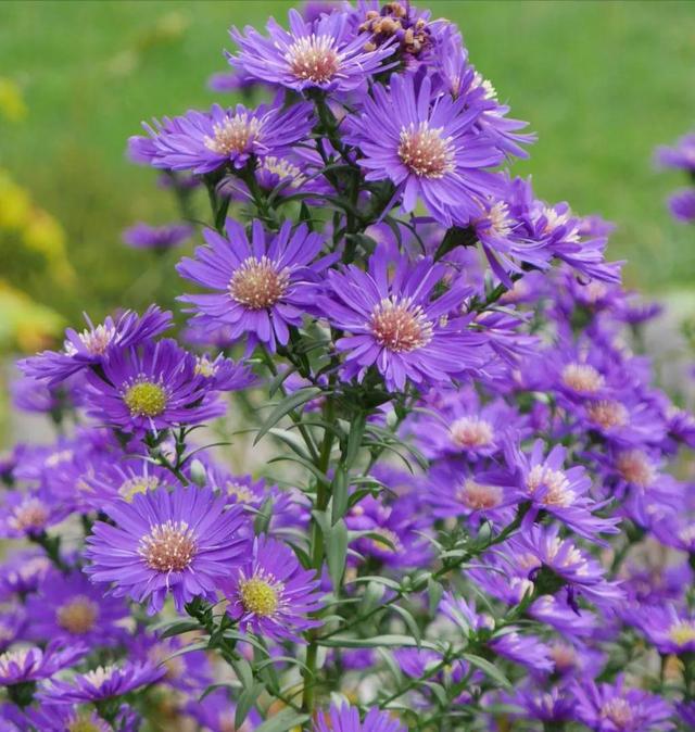 比较有个性一点的花花语，花语是个性的花（十大浪漫花语）