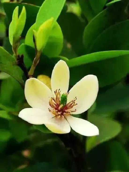 含笑花什么时候开花，分享图片——深山里（含笑花何时开花）