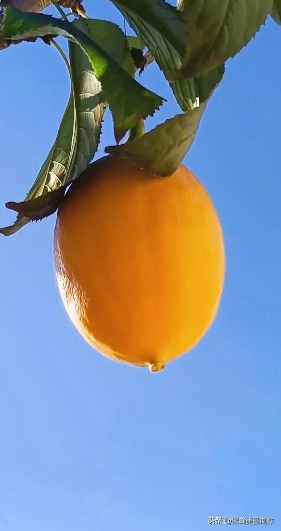 四个季节各有什么水果和蔬菜，四个季节各有什么水果和蔬菜和水果（60张水果蔬菜壁纸美图）