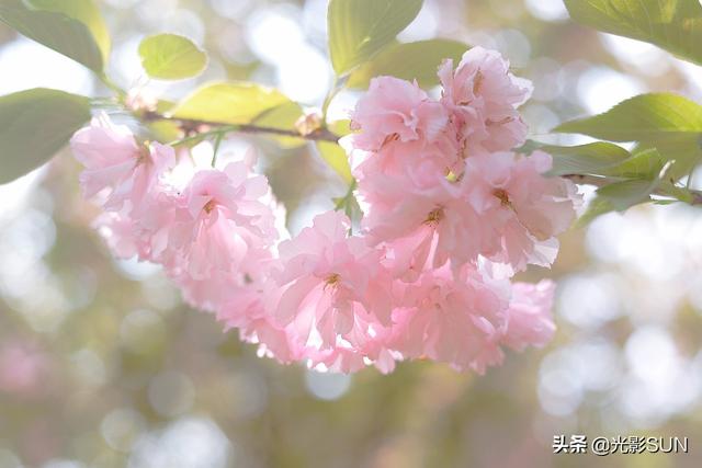 樱花象征着什么，樱花代表的寓意是什么意思（樱花的花语）