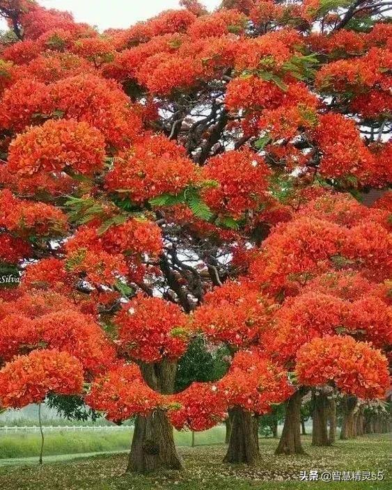 铁树开花的方法，铁树开花的方法有哪些（铁树开花了，也有芬芳的一天）