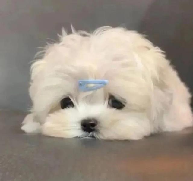 情头 情侣 双人 动漫 可爱，动漫情头/一对两张/可爱好看微信（情侣头像丨好看可爱动漫情头）