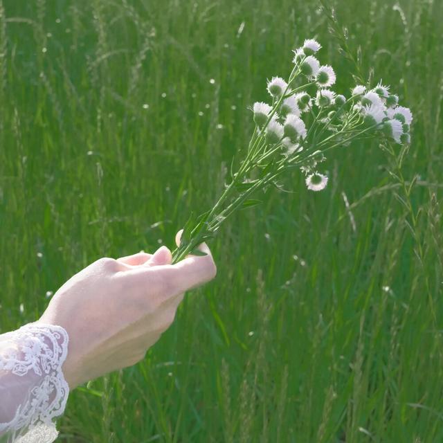关于夏天的图片，属于夏天 的美丽   ／高清背景图（绿色系背景图，好适合夏天）
