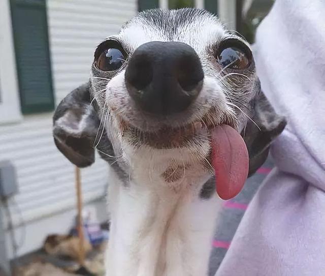 狗狗的寿命有多长，小狗的寿命一般能活多久（狗狗“老”到开始“掉牙”）