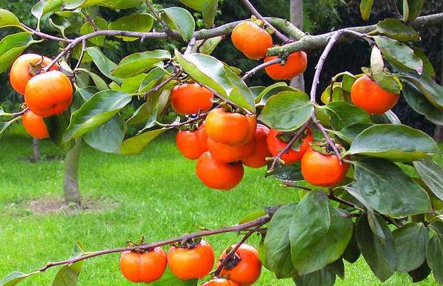 庭院十大吉祥树排名，庭院栽什么树最旺宅（10种吉利树）