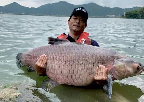 钓鱼人心中的终极梦想：挑战世界最大淡水鱼，体验巨物上钩的震撼与狂喜