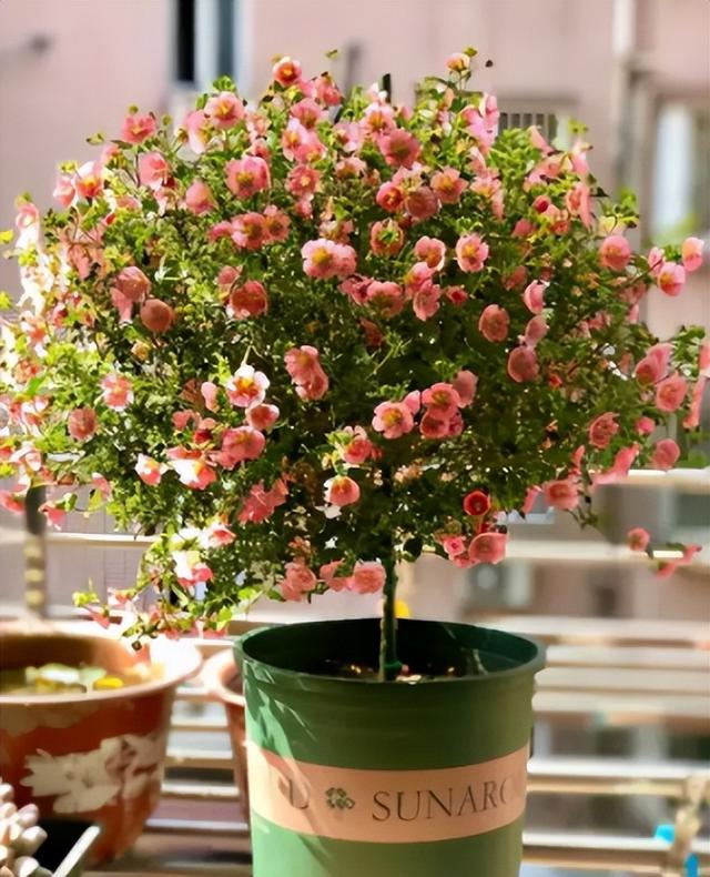 什么花盆栽好养四季开花，7种花很“勤奋”