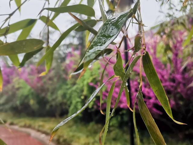 雨中漫步的唯美句子,雨中即景唯美句子(雨中漫步隨想)