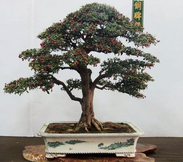 梧桐树的寓意(30天不浇1滴水)