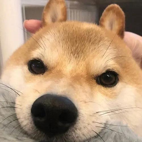 小动物头像可爱卡通，非常可爱的卡通小动物头像微信（壁纸小馆：萌宠头像）