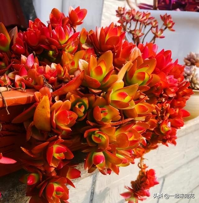 多肉火祭怎么养，多肉火祭怎么养才变红（养不好多肉试试火祭）