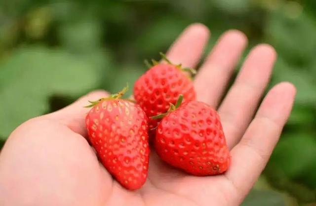 西安有哪些特色水果，陕西特色水果（水果在西安也有“盛唐气象”）