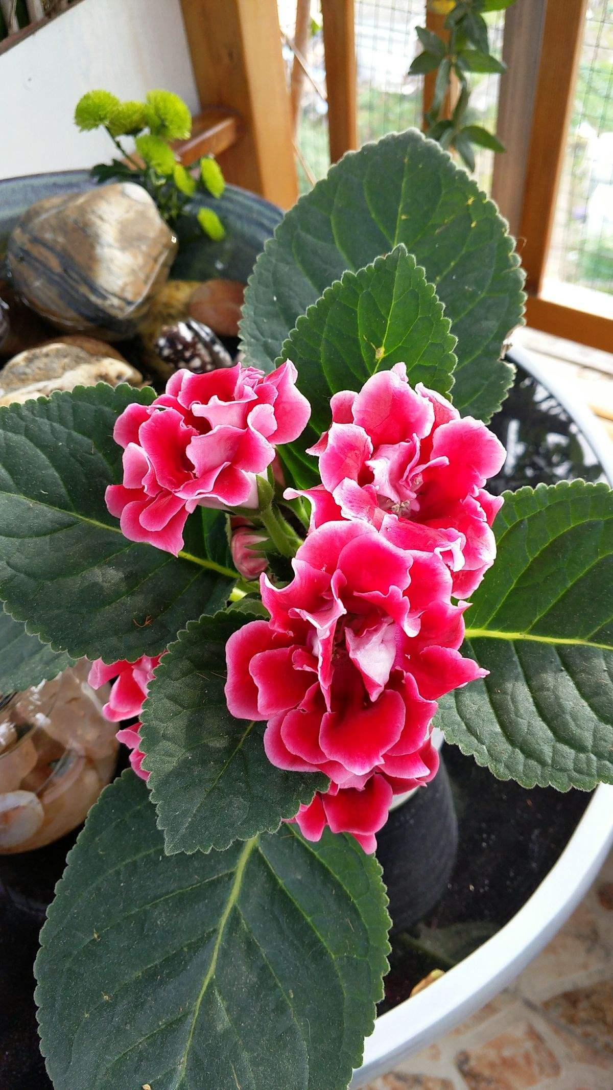 喜阴开花的花卉有哪些,9种"喜阴花" - 玉三网