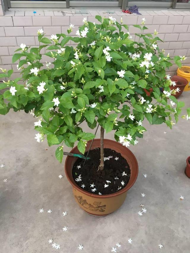 开花有香味的花有那些品种，开花有香气的花有几种（9种“香水花”）