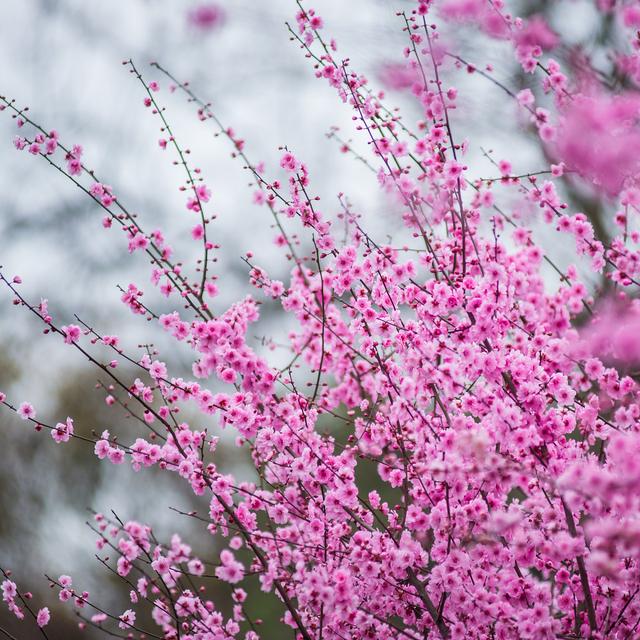 烂漫是什么意思，鲜花开的烂漫（天真烂漫是吾师）