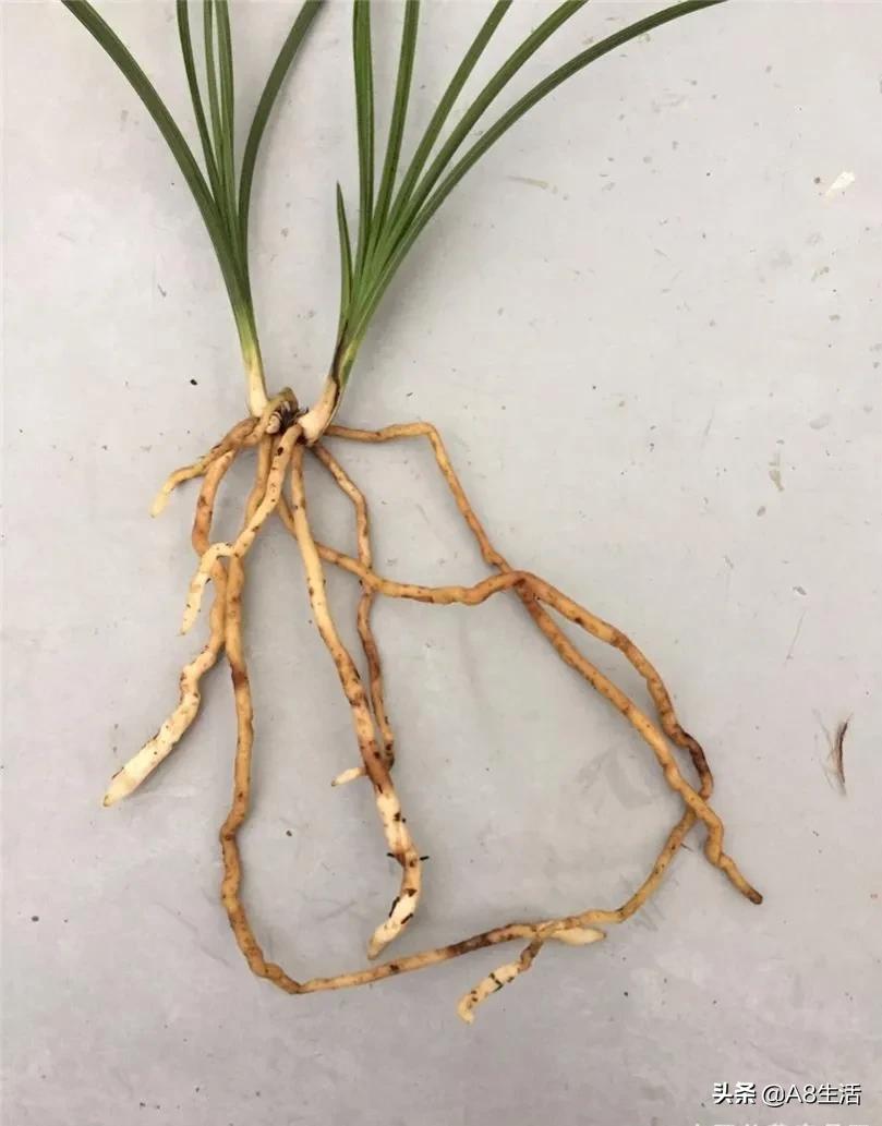 虾脊兰值多少钱(探究兰花的奥秘) - 价格百科