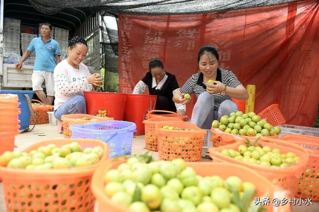 蜂糖李适合什么地区种植，蜂糖李好种吗（蜂糖李被誉为“李中贵族”）