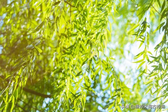 春天有哪些景物可以写，春天有哪些景物可以写50字（陌上有风景，也有你）