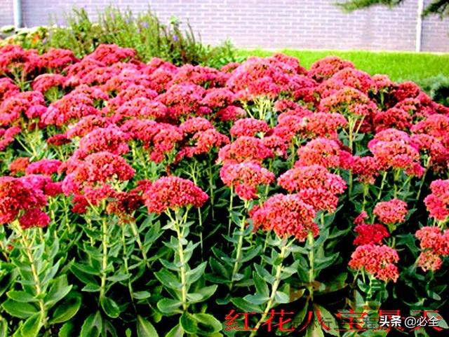 草本植物种类有哪些，草本植物种类有哪些图片（常用的地被植物有哪些）